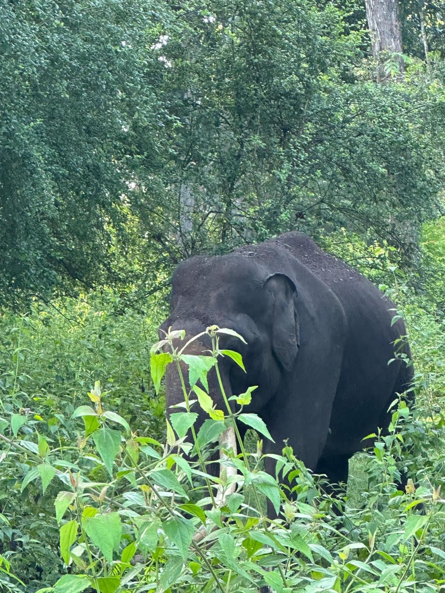 Angels Nest Home Stay 2 Acra Private Plantation Mountain Area Balconey Sunrice View Nearby Ngarhole Wild Life , Tholpetty Wild Life , Pakshipathalam Bird Santuary , Kuruva Island # Thirunelly & Thrissilery Temple Near By Secure Stay Wayanad Kerala Chegat Exterior photo