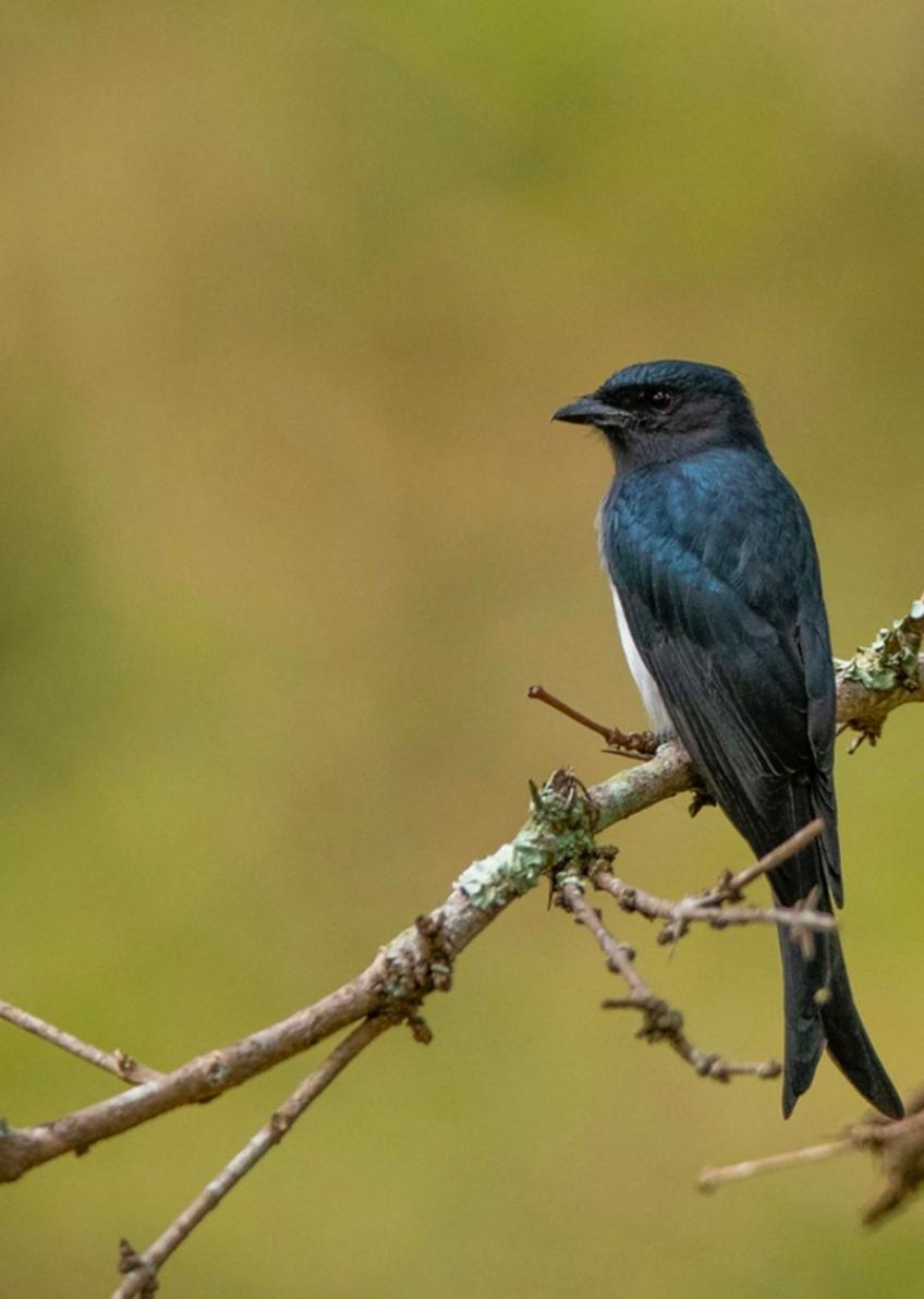 Angels Nest Home Stay 2 Acra Private Plantation Mountain Area Balconey Sunrice View Nearby Ngarhole Wild Life , Tholpetty Wild Life , Pakshipathalam Bird Santuary , Kuruva Island # Thirunelly & Thrissilery Temple Near By Secure Stay Wayanad Kerala Chegat Exterior photo