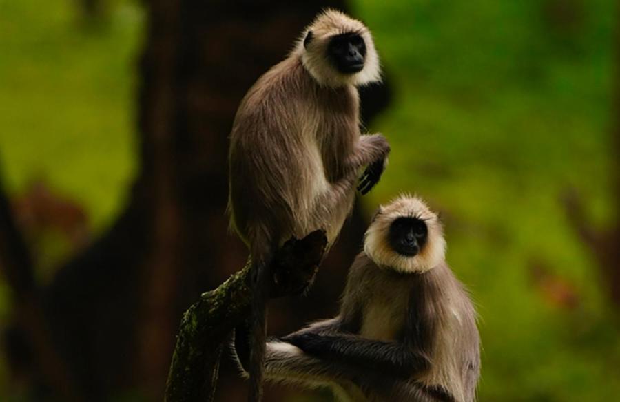 Angels Nest Home Stay 2 Acra Private Plantation Mountain Area Balconey Sunrice View Nearby Ngarhole Wild Life , Tholpetty Wild Life , Pakshipathalam Bird Santuary , Kuruva Island # Thirunelly & Thrissilery Temple Near By Secure Stay Wayanad Kerala Chegat Exterior photo